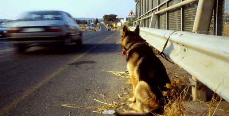 Bientôt une loi spécifique pour punir ceux qui abandonnent leur animal de compagnie