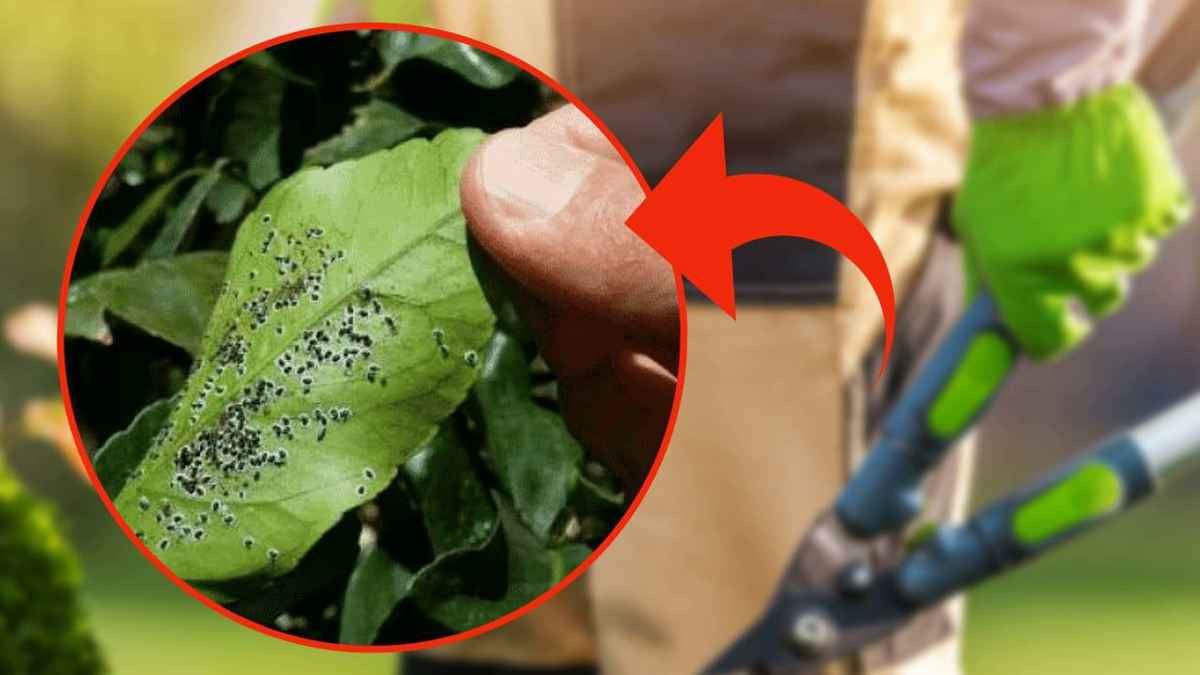 Cochenille astuce des jardiniers pour s’en débarrasser en quelques minutes