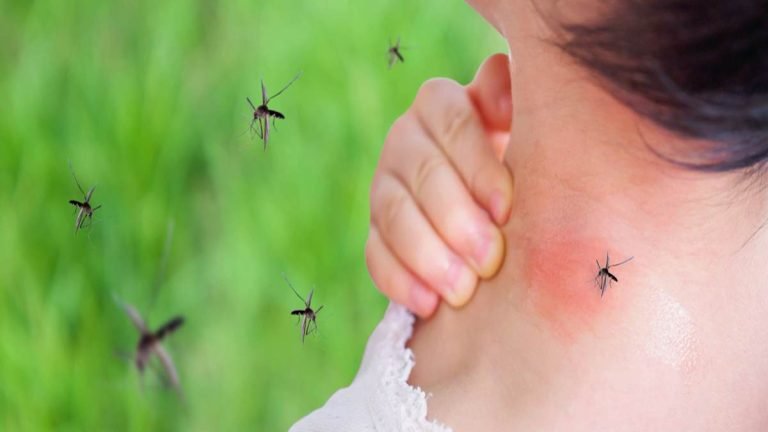 LES PIQÛRES DE MOUSTIQUES ÉVITÉS EN OCTOBRE VOICI 6 ASTUCES A CONNAÎTRE