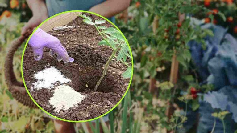 Gros sel remède infaillible pour éliminer les mauvaises herbes dans le jardin