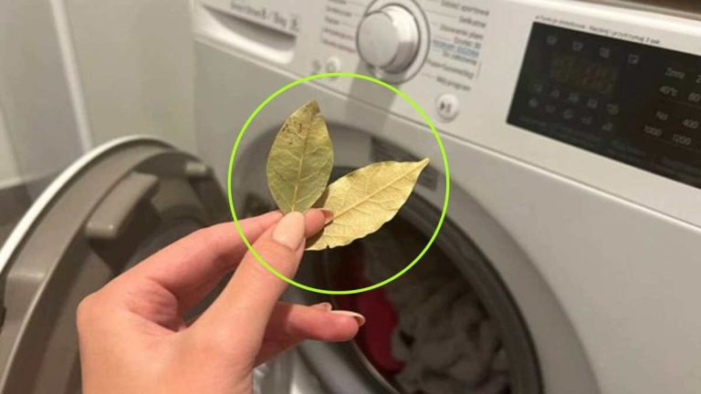 Voici pourquoi vous devez mettre une feuille de laurier dans la machine à laver avant de l'allumer