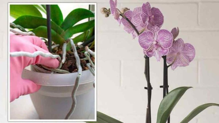 Astuces d’expert pour sauver une orchidée mourante en fonction de ses symptômes