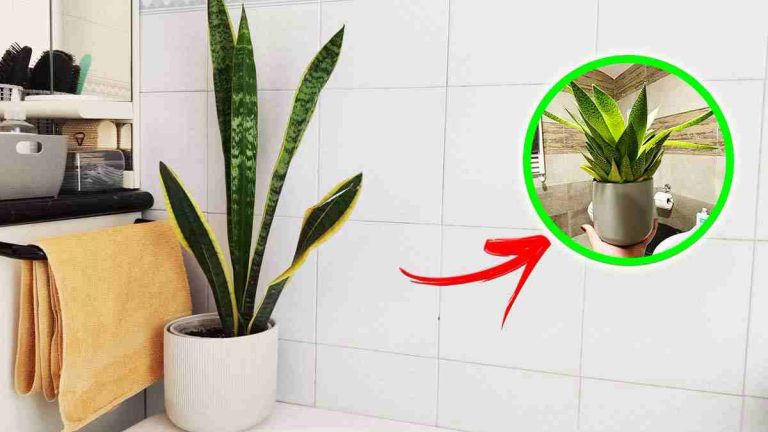 Éliminer la moisissure des toilettes à l’aide des plantes