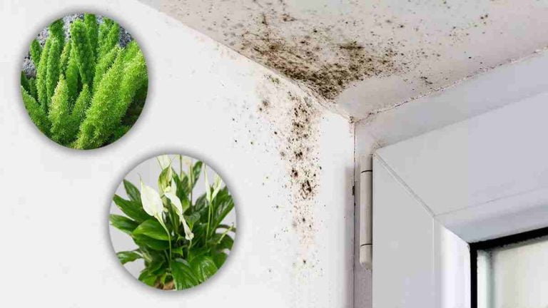 plantes qui éliminent la moisissure et les murs de votre salle de bains !