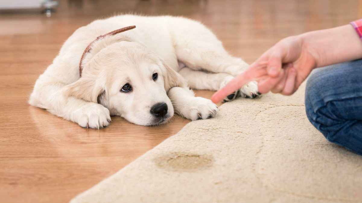 chien fait pipi à l’intérieur de votre maison