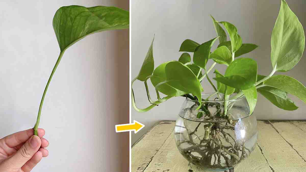 Faire pousser le pothos à partir d’une seule feuille