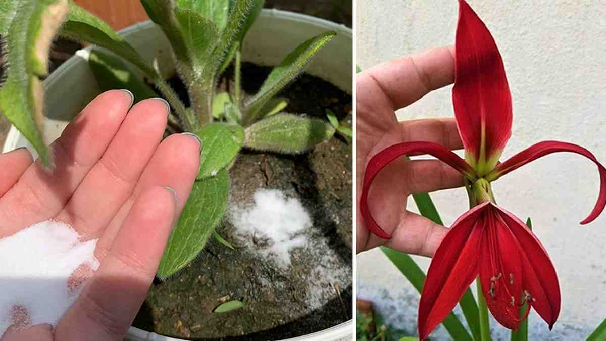 fleurir les plantes tout au long de l'année