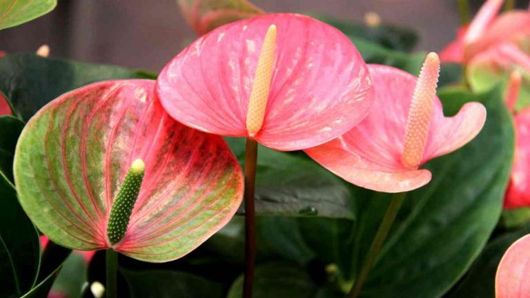 Anthurium