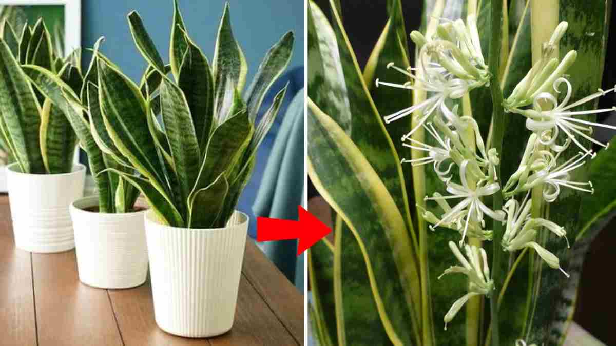 fleurir la sansevieria