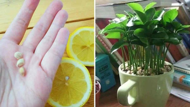 planter un citron dans une tasse