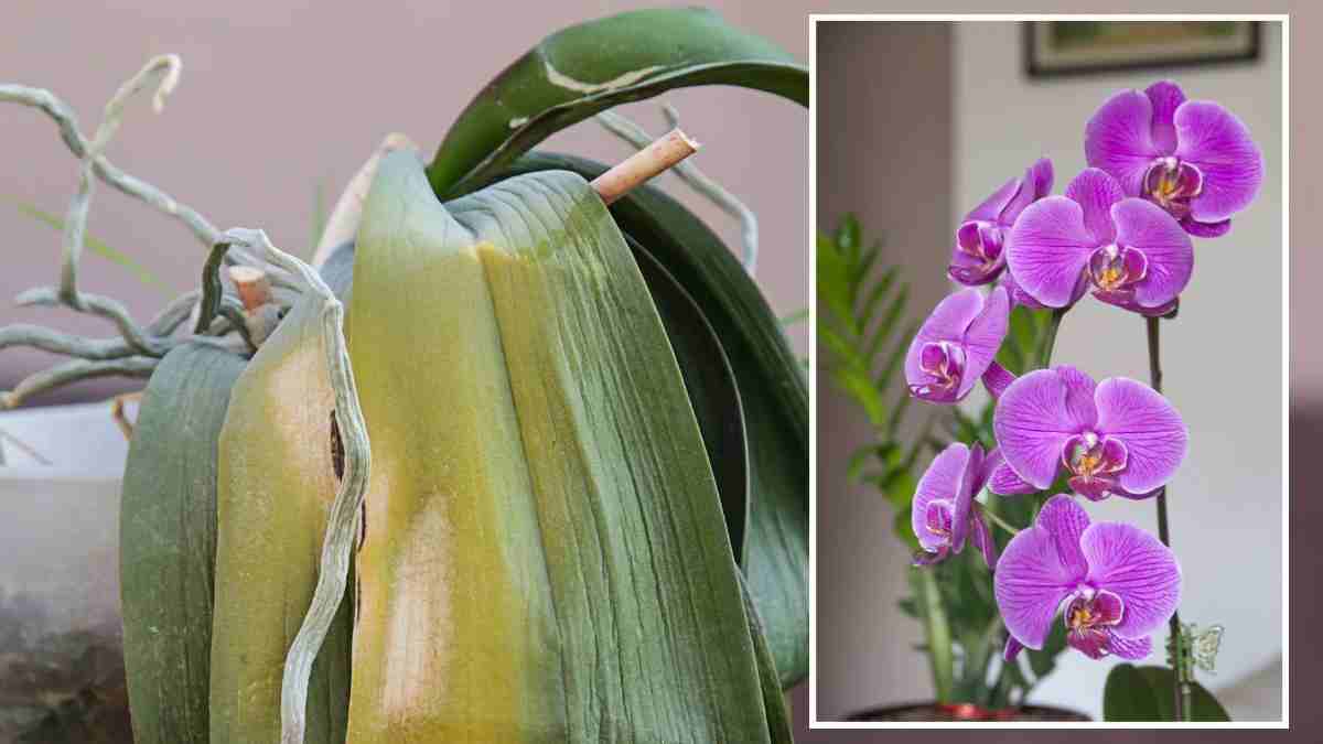 Les cinq erreurs fondamentales à éviter pour nos plantes d’intérieur