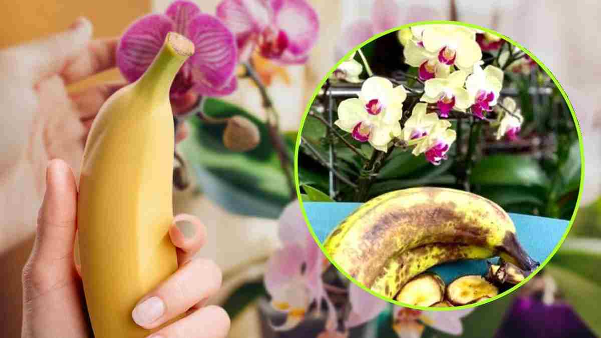 Bananes dans des orchidées