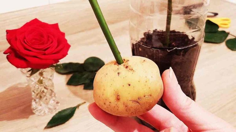 Comment reproduire des roses avec 1 pomme de terre