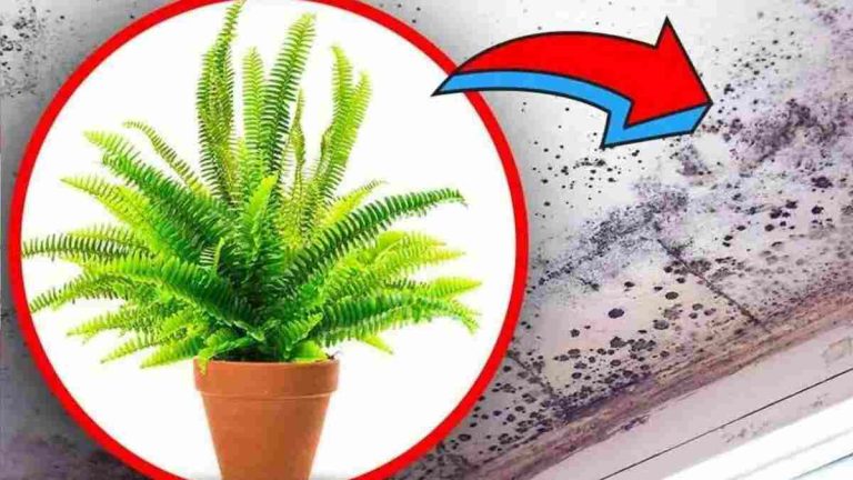 plantes d’intérieur incroyable qui élimine l’humidité