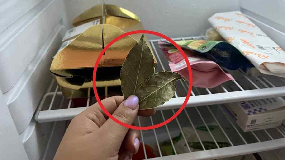 Feuille de laurier mettre 1 feuille au frigo toute la nuit