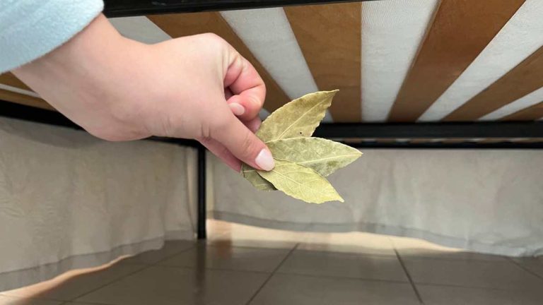 Mettez trois feuilles de laurier sous le lit avant de vous coucher