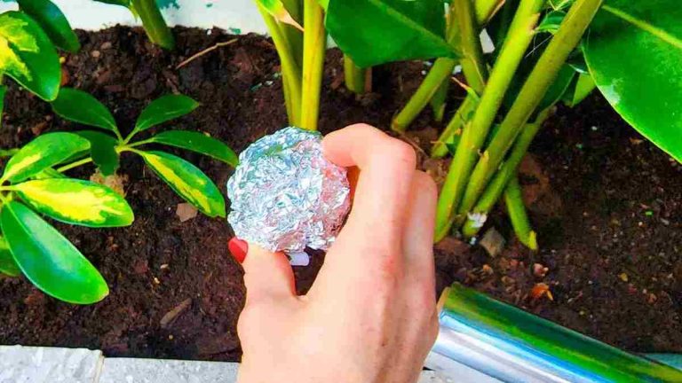 boule de papier d'aluminium sur vos plantes