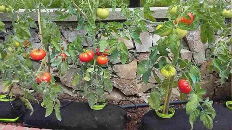 Tomates Poussent Parfaitement