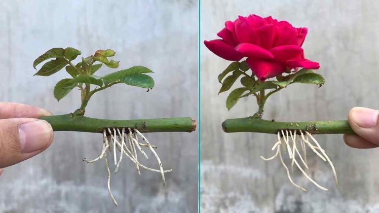 propager des roses avec un verre d'eau