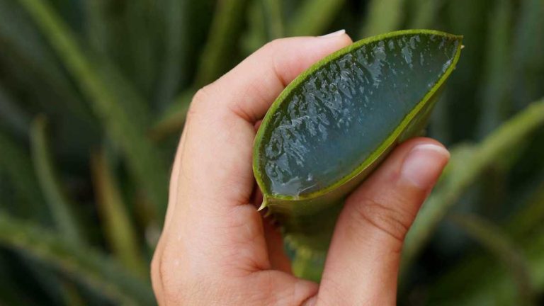 Comment récupérer un aloe vera qui se meurt