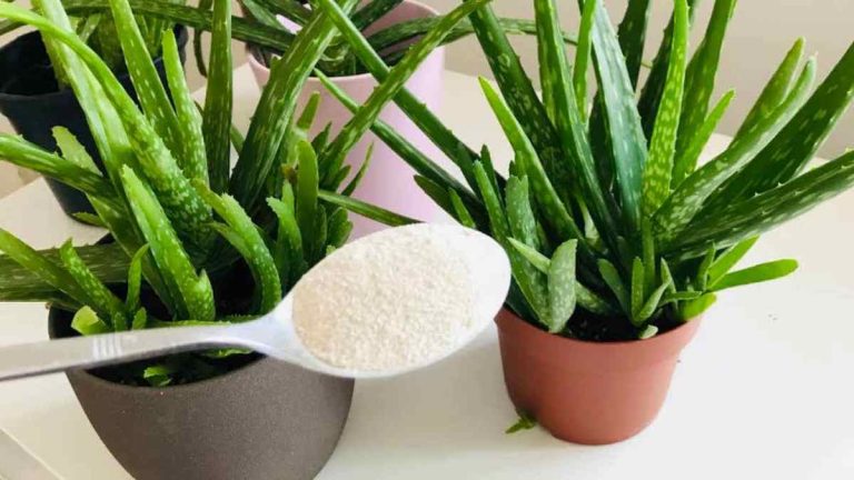 Mettez une cuillère à soupe dans de l'aloe vera