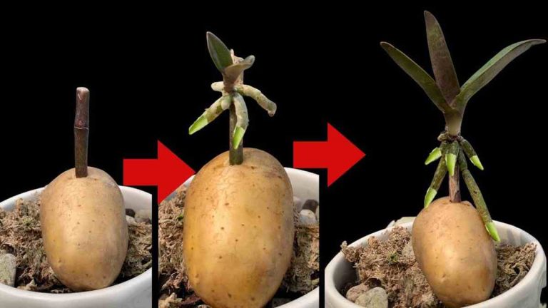 Orchidées comment les propager à l'infini avec une pomme de terre