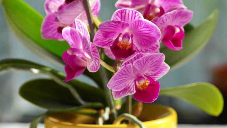 Orchidées