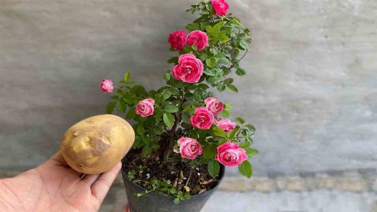 pomme de terre sur la plante