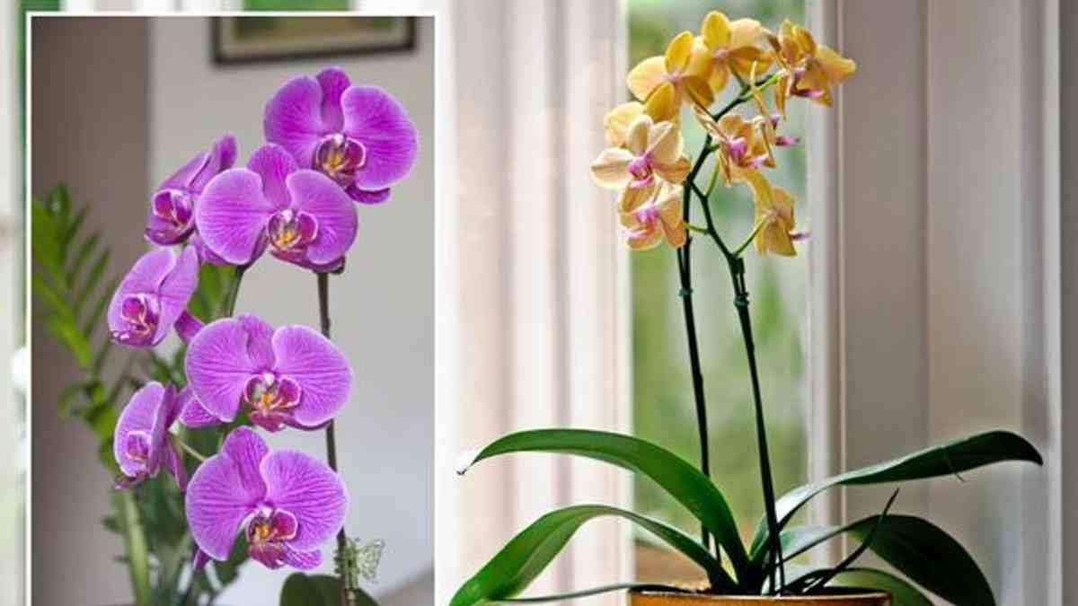 orchidées fleurissent