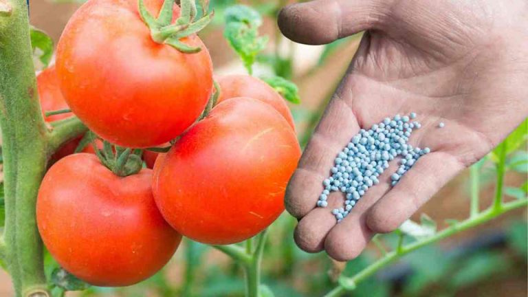 VOS TOMATES SERONT GROSSES ET JUTEUSES