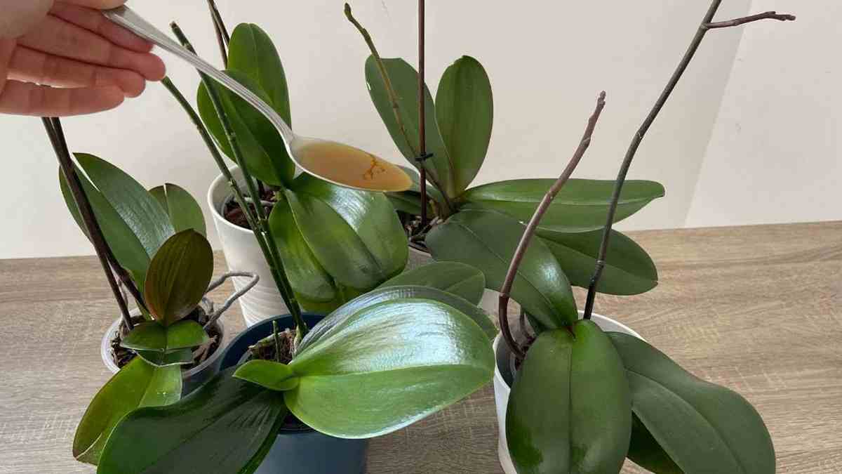 orchidée des feuilles vertes brillantes