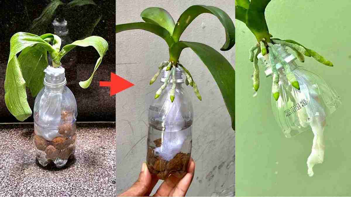 faire revivre une orchidée sans racines