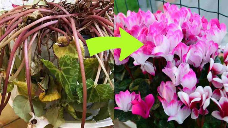 Les fleurs de cyclamen tombent-elles