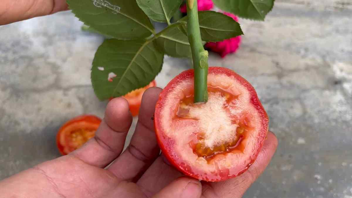 rose dans une tranche de tomate