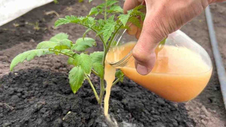 tomates pousseront