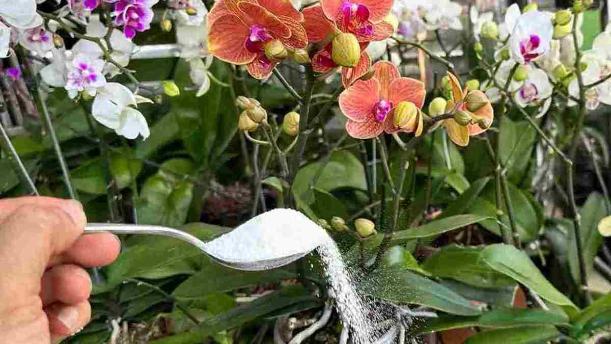 obtiendrez des racines très fortes et des fleurs