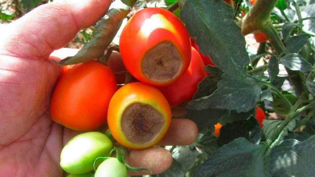 tomates noircissent-elles à l'extrémité