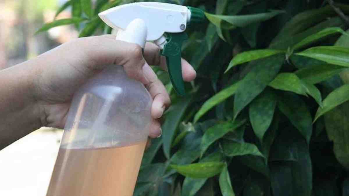 l'insecticide maison