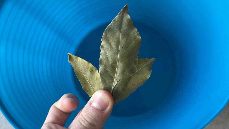 mettre une feuille de laurier dans le seau à vadrouille