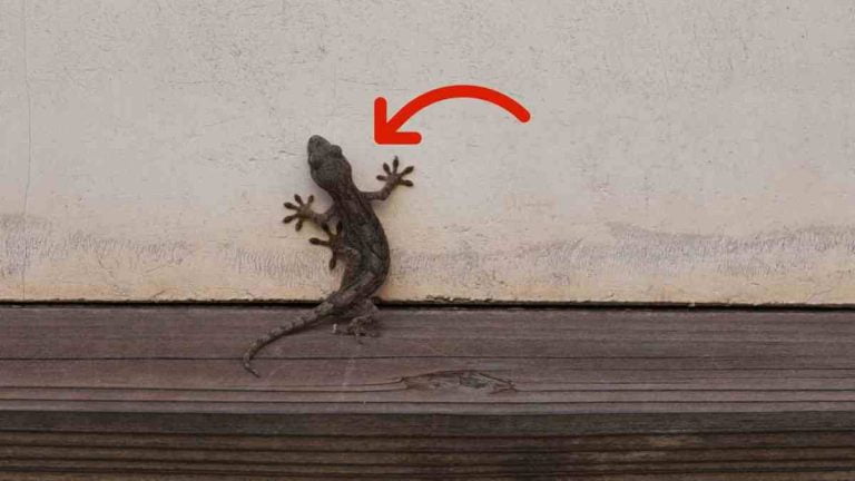 Qu'est-ce qui attire les geckos dans la maison