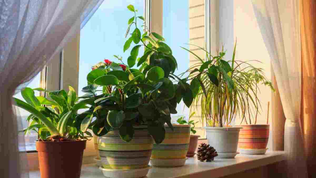 plantes nettoient l'air de votre maison