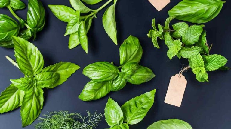 Quelles Plantes Aromatiques Cultiver dans la Cuisine ? Voici le Guide Complet