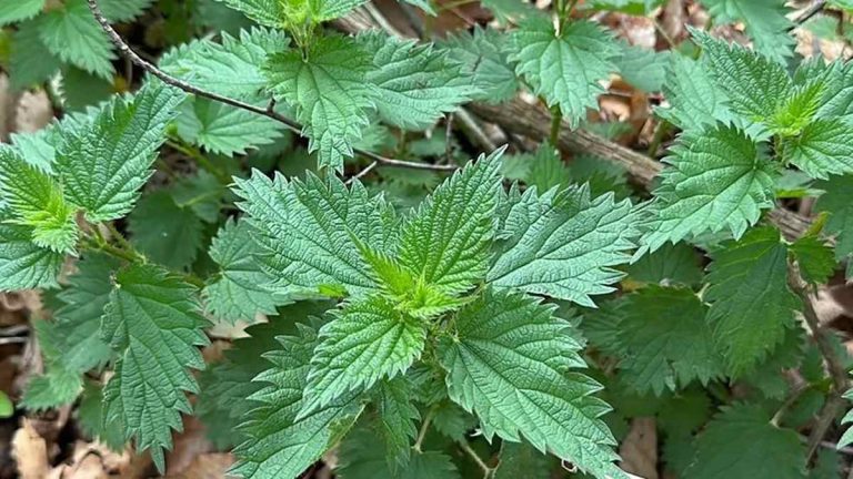 Tout le Monde Éradique cette Plante en la Prenant pour une Mauvaise Herbe