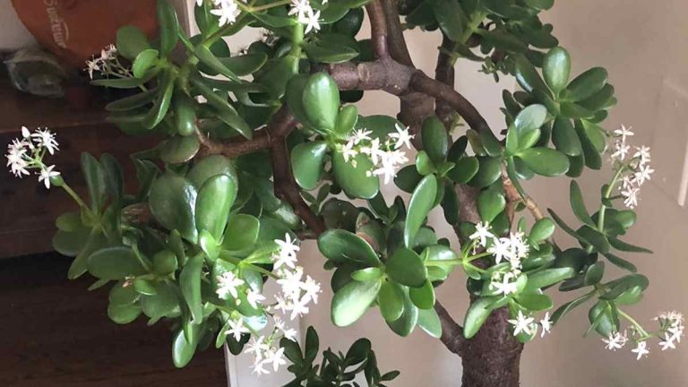 Boostez la floraison de votre arbre de Jade avec cet ingrédient naturel surprenant !