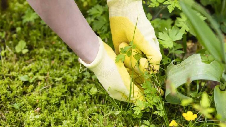 Comment Éliminer les Mauvaises Herbes Sans Produits Chimiques : Les Méthodes Naturelles et Efficaces