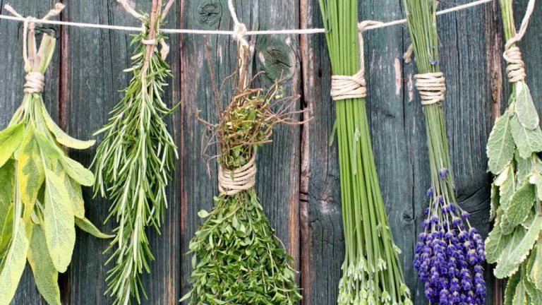 Quelles sont les herbes à cultiver en été ?