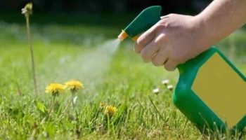 éliminer naturellement les mauvaises herbes