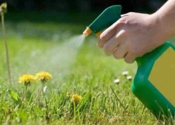 éliminer naturellement les mauvaises herbes