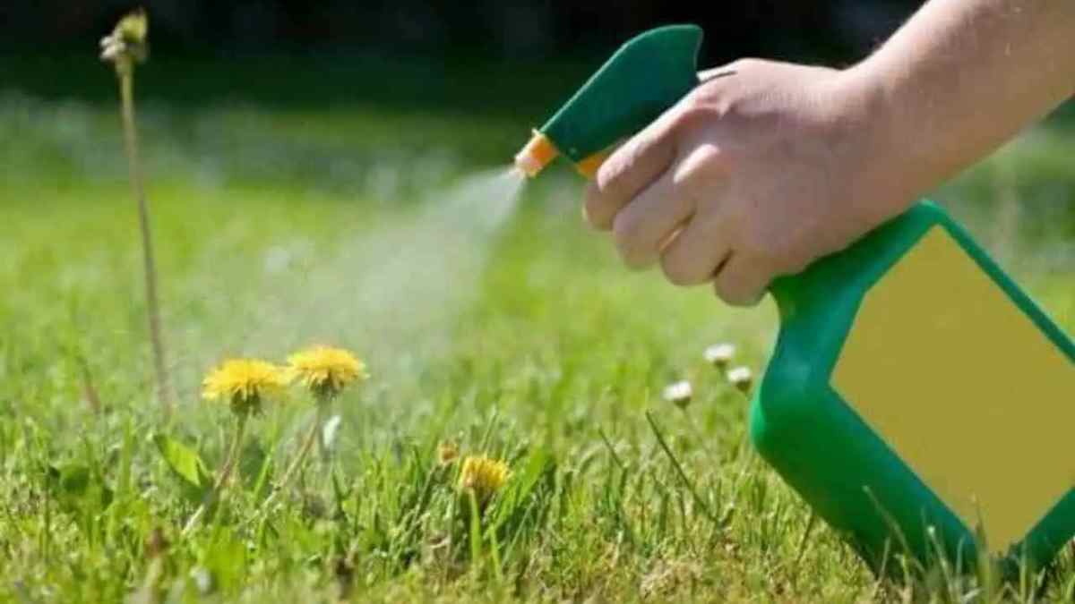 éliminer naturellement les mauvaises herbes