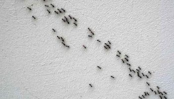 Dites Adieu aux Fourmis dans la Maison